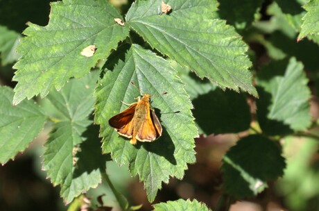 Vlinders Koningsheide Arnhem