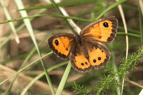 Spaans Oranje Zandoogje