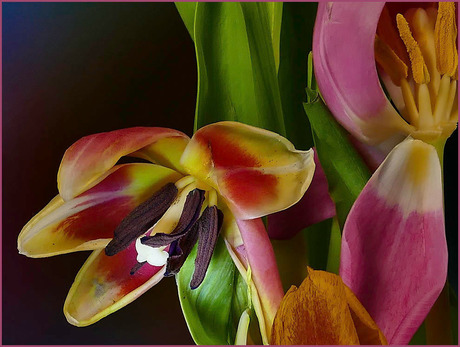 de tulp................................