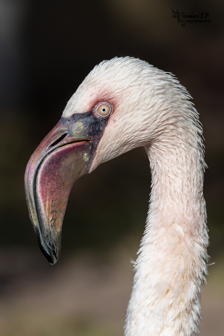Portret flamingo