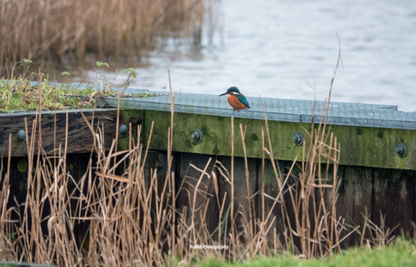 De IJsvogel.