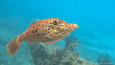 Mijn wel heel bijzondere vriendje