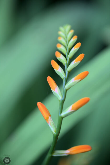 Crocosmia