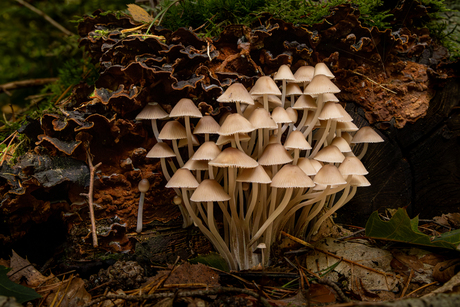 Rondje Landgoed Oostermaet