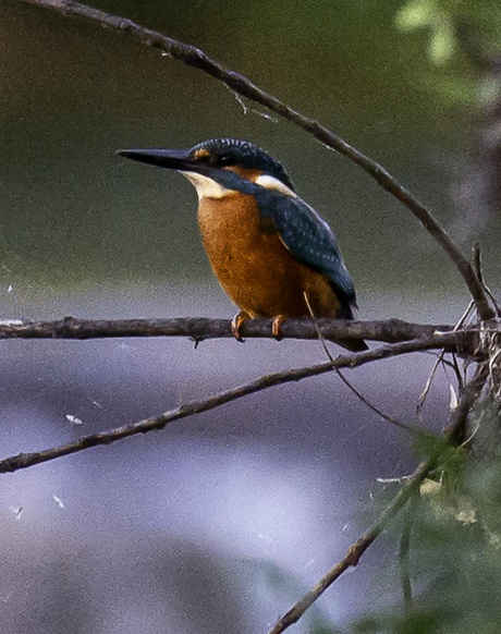 ijsvogel