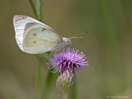 Koolwitje op distelbloem