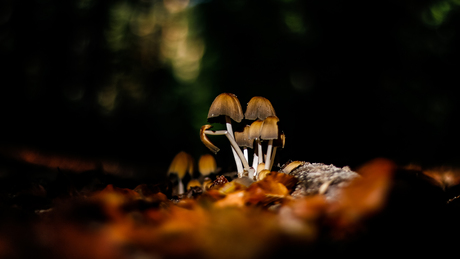 Paddenstoelen in het zonlicht 