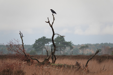 Grote honger?  Neem er dan twee!