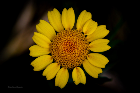 Gele bloem in korenveld
