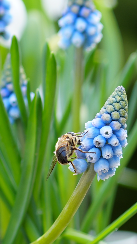 Bij op blauw druifje 