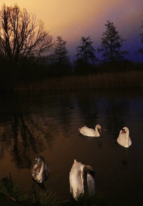 Zwanen bij zonsondergang