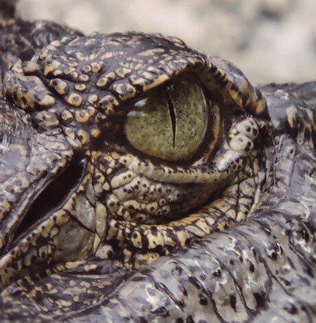 Eye of the crocodile