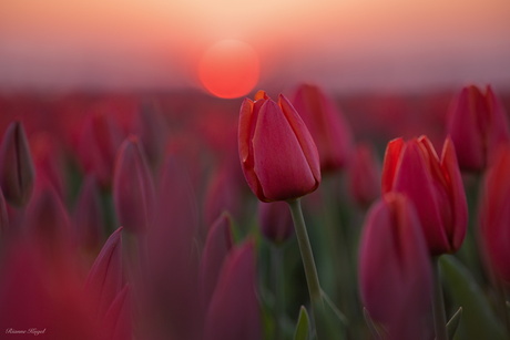 Tulpen. 