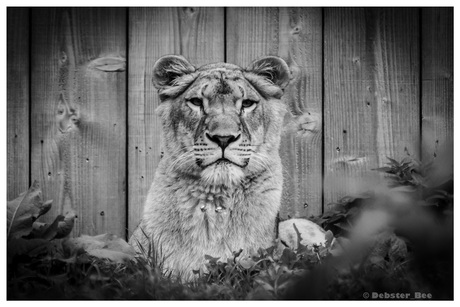 Peeking through the fence..