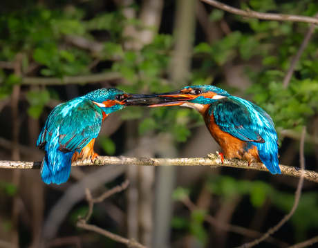 visoverdracht tussen ijsvogelpaartje