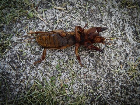 Veenmol (onderzijde)