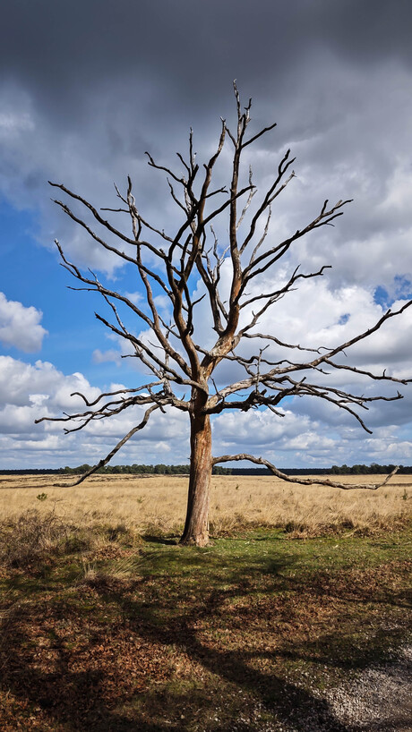 Landschap Deelerwoud