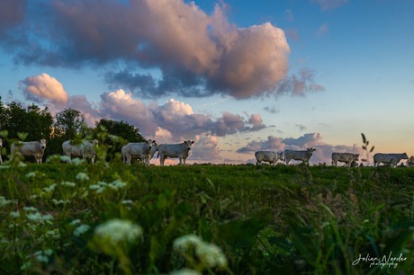 Koeien in het Drentse landschap 
