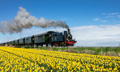Stoomtram Hoorn/Medemblik rijdt door bloeiend tulpenvelden