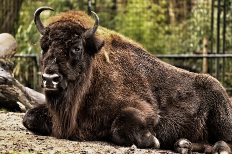 Europese bizon - Zoo Planckendael 