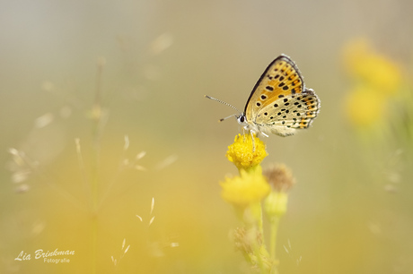 Vlinders op de hoge veluwe