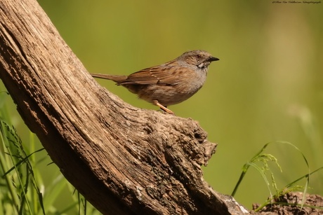 Heggenmus