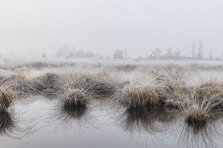 Winter in het Pluisven