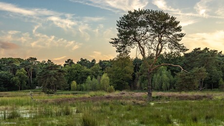 Op afstand - - -(2)