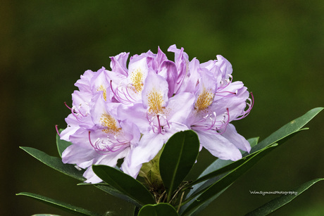 Rododendron