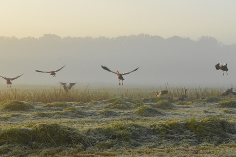 Vlucht ganzen