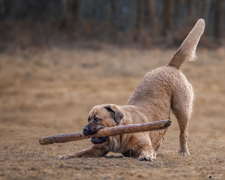 De onbetwiste stokkenkoning van het Zwaneveldsgat.