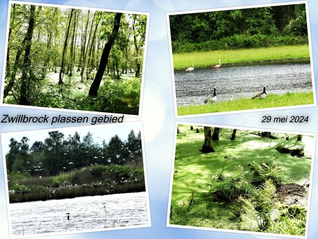 Collage  4   foto  indrukken   Zwillbrock plassen gebied  29 mei 2024  