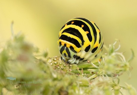 Rups Koninginnenpage