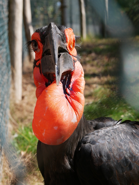 Zuidelijke hoornraaf