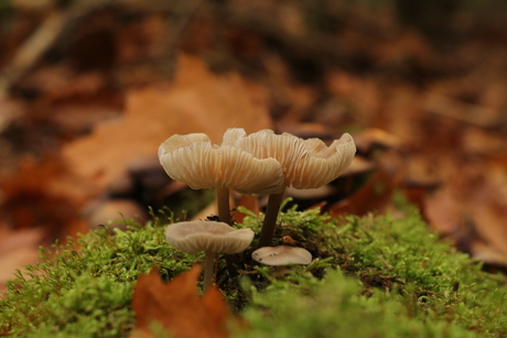 padenstoel van zijkant