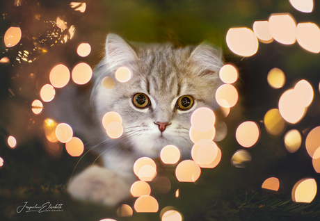 Just a little kitten adding chaos to Christmas.