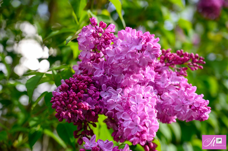 Ogen dicht en even ruiken...