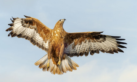 Arendbuizerd