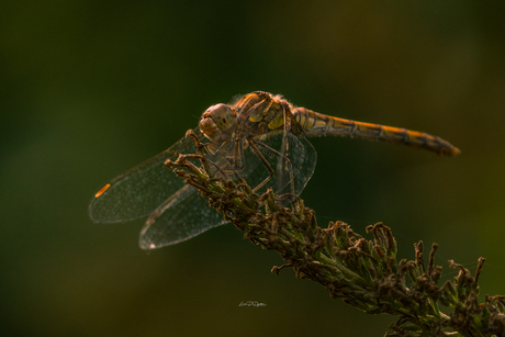 Libelle, rustend op een overblijfsel van de vlinderstruik 