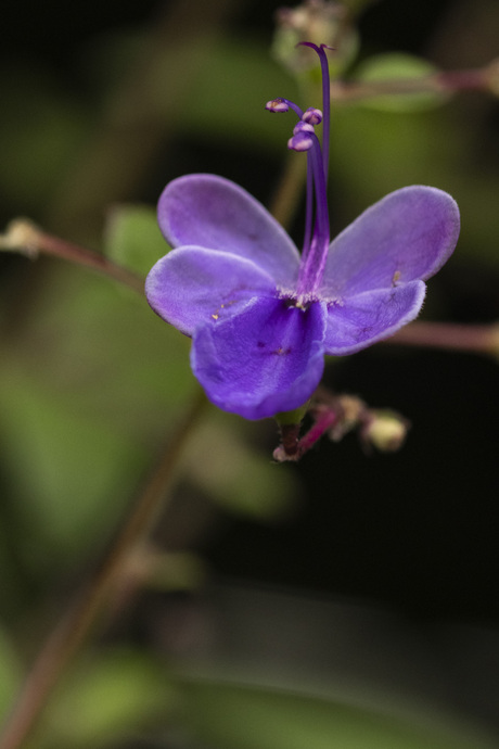 Donkersporig bosviooltje