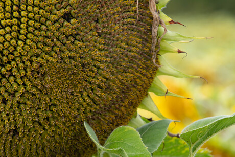 zonnebloem