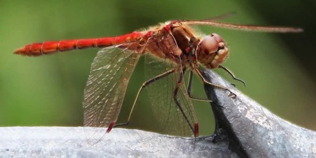 bloedrode heidelibel