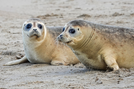 Zeehondjes