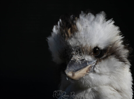 Kookaburra