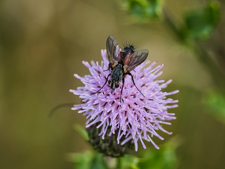 Eriothrix rufomaculatus (vlieg)