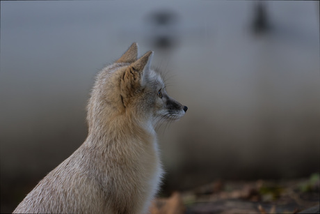 Kijken naar de toekomst