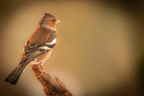 Vink