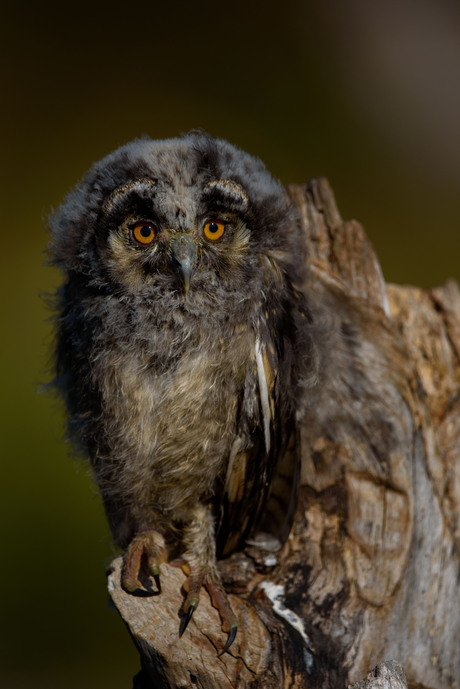 Juveniele Uil
