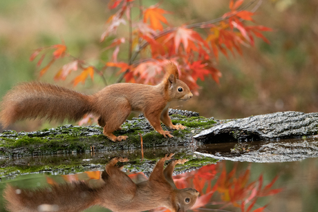 Herfst op de Maashorst