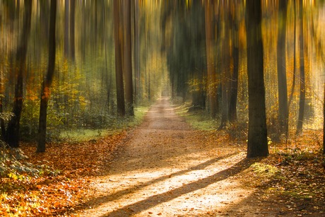 Herfst in de Veluwe.